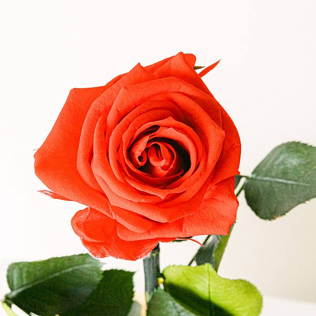 Rose - Valentinsdag