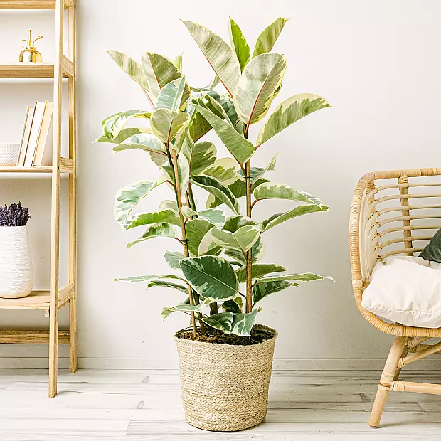 Ficus elastica tineke M