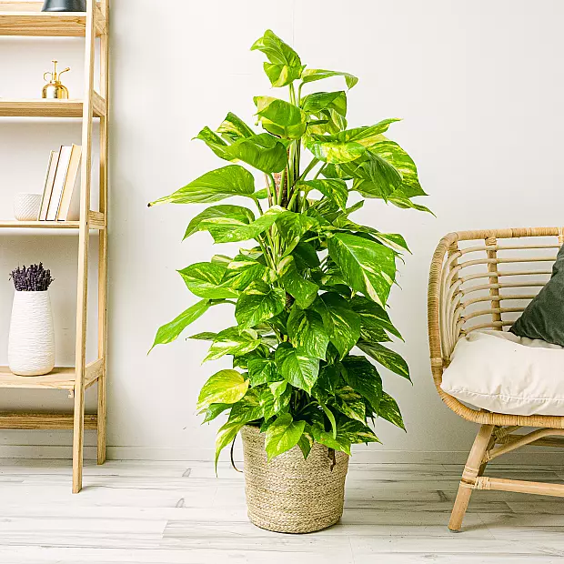 Pothos - Crescita Veloce