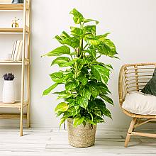 Pothos - Crescita Veloce related pic