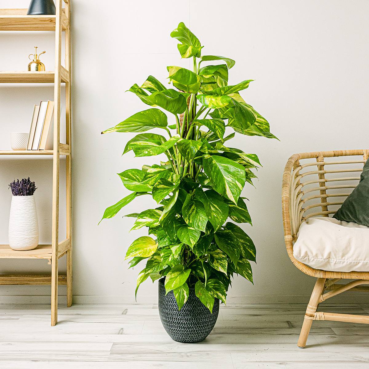 Pothos - Crescita Veloce