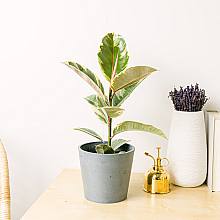 Ficus elastica tineke M related pic