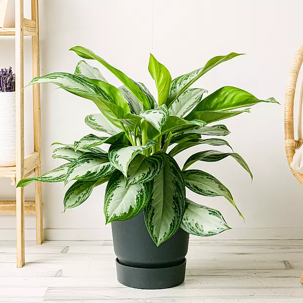 Aglaonema Silberne Bucht