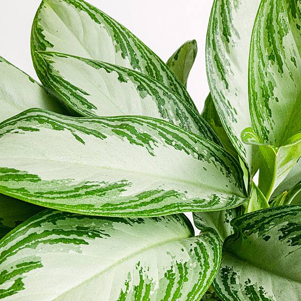 Aglaonema Baía de prata