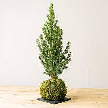 Picea Kokedama