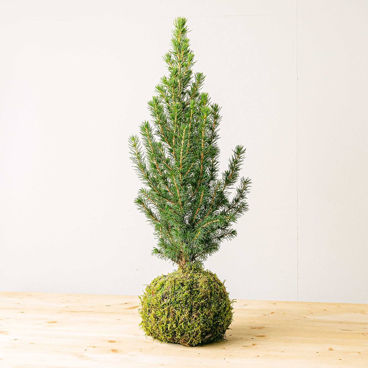 Picea Kokedama