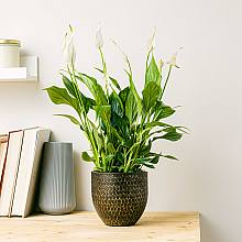 Peace Lily related pic