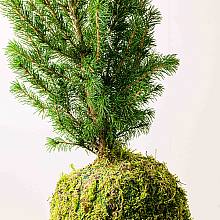 Picea Kokedama