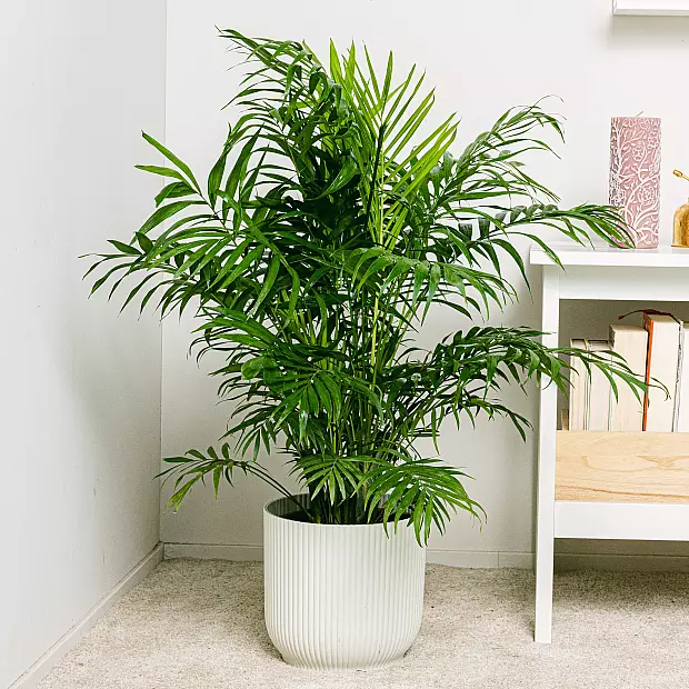 Parlor Palm