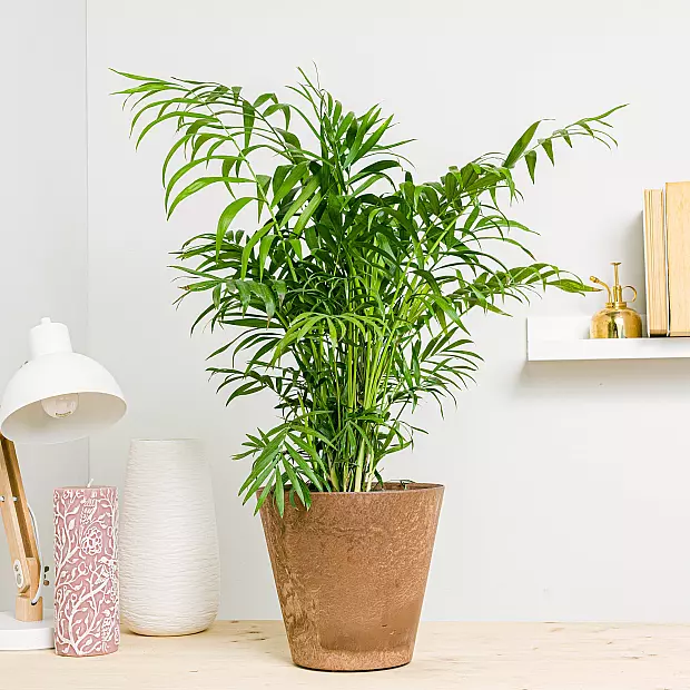 Palmera de Salón - Ornamental