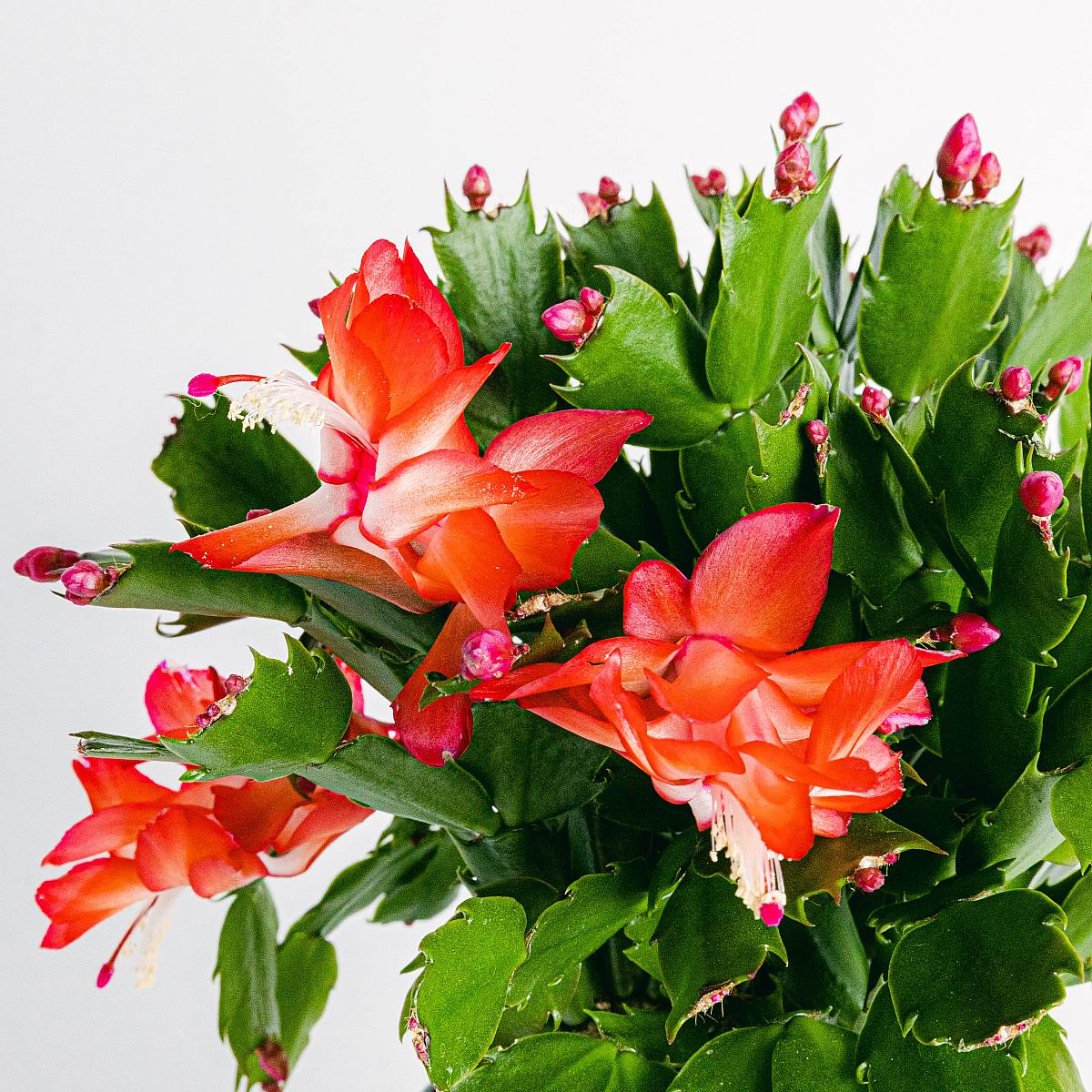 Cactus Schlumbergera