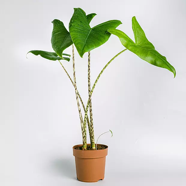 Alocasia Zebrina L