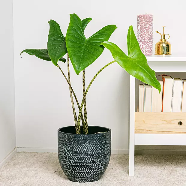 Alocasia Zebrina L