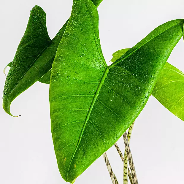 Alocasia Zebrina L