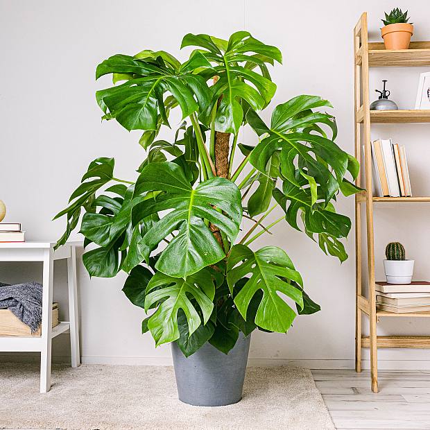 Monstera Deliciosa - Plante à Trous