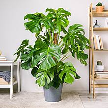 Monstera Deliciosa - Costilla ... related pic