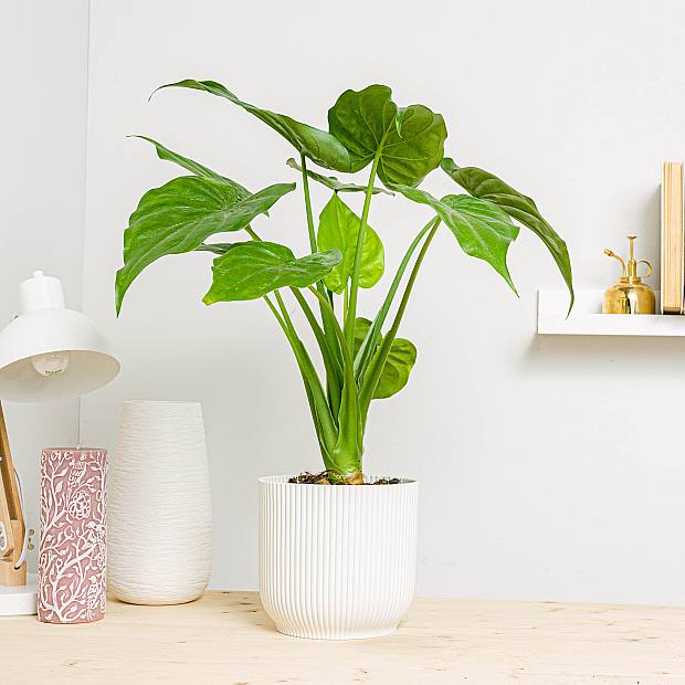 Elephant Ear Alocasia