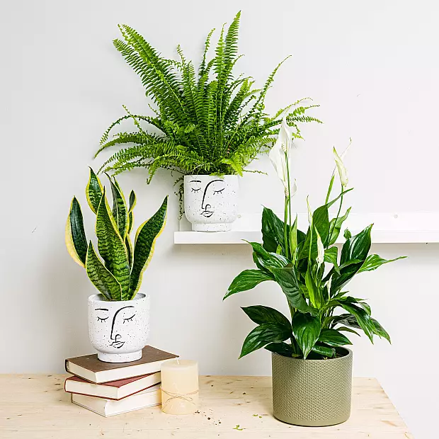 Trio de plantas: Sweet Dreams