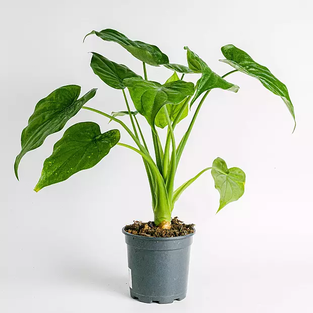 Alocasia Oreja de Elefante