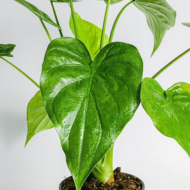 Elephant Ear Alocasia