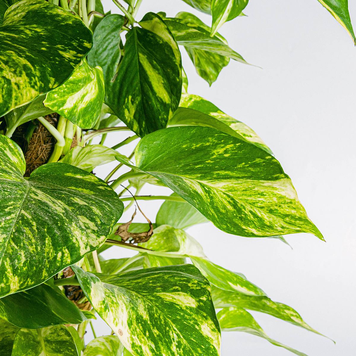 Pothos - Crescita Veloce