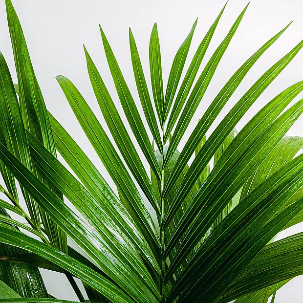 Kentia Palm