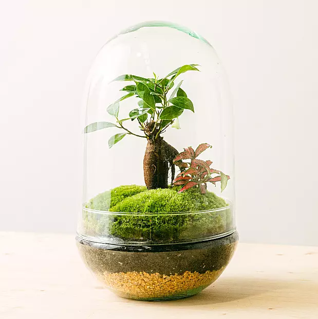 Terrarium Natura Green: Ficus Ginseng y Fitónia