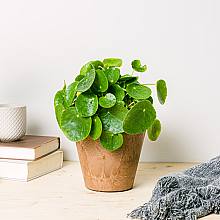 Pilea peperomioides related pic