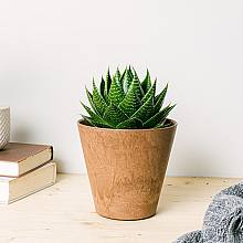 Aloe Pratensis