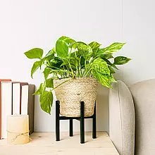 Pothos - Crescita Veloce