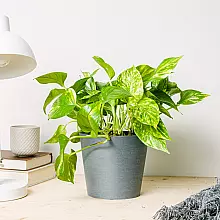 Pothos - Crescita Veloce