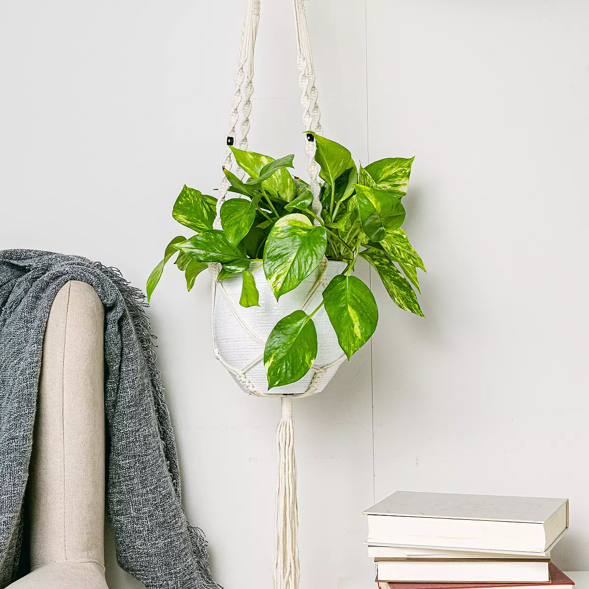 Pothos - Crescita Veloce