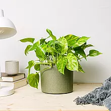 Pothos - Crescita Veloce