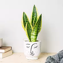 Sansevieria - Luftreiniger related pic