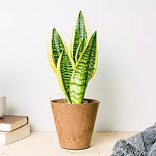 Sansevieria - Purificadora de aire