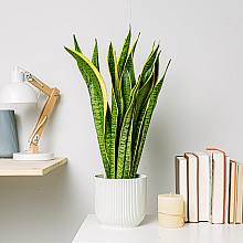 Sansevieria - Purificatrice dell'aria