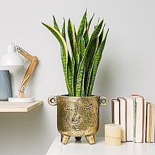 Sansevieria - Purificatrice dell'aria