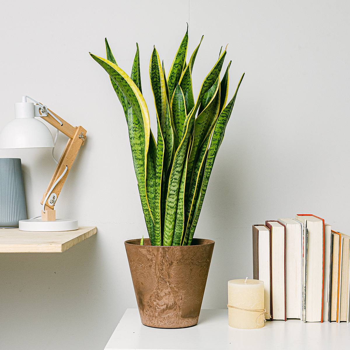 Sansevieria - Purificatrice dell'aria