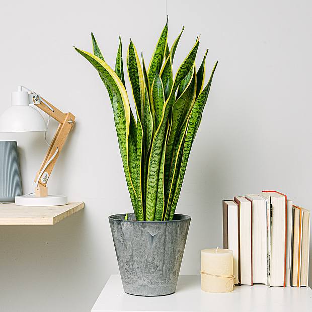 Sansevieria - Purificadora de aire