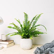 Boston fern