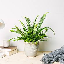 Boston fern