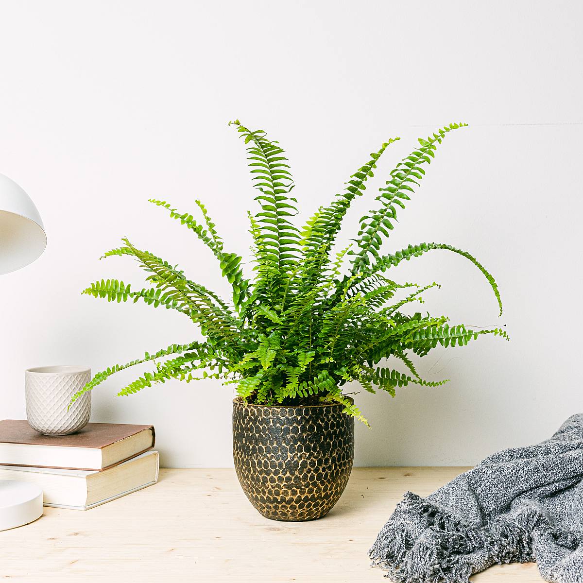 Boston fern