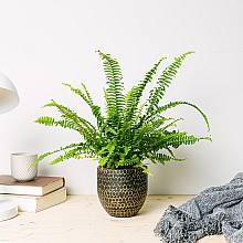 Boston fern