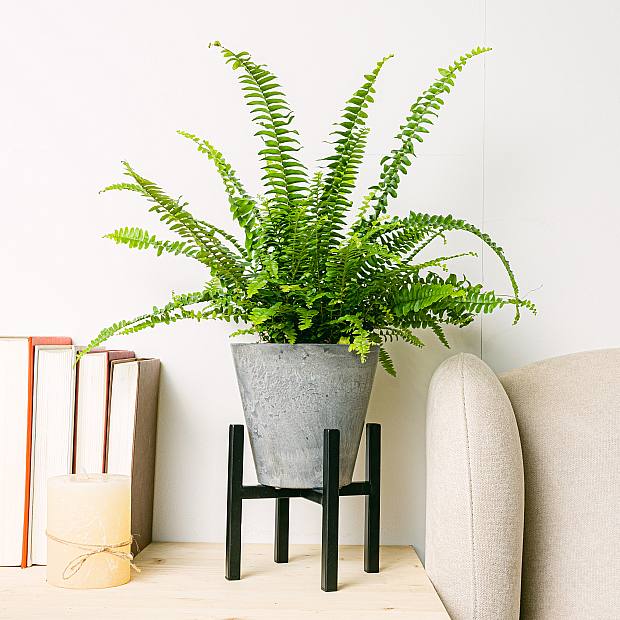 Boston fern