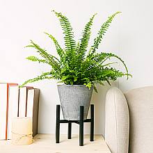 Boston fern