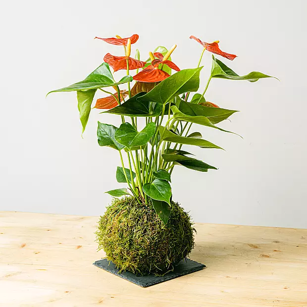 Kokedama Anthurium