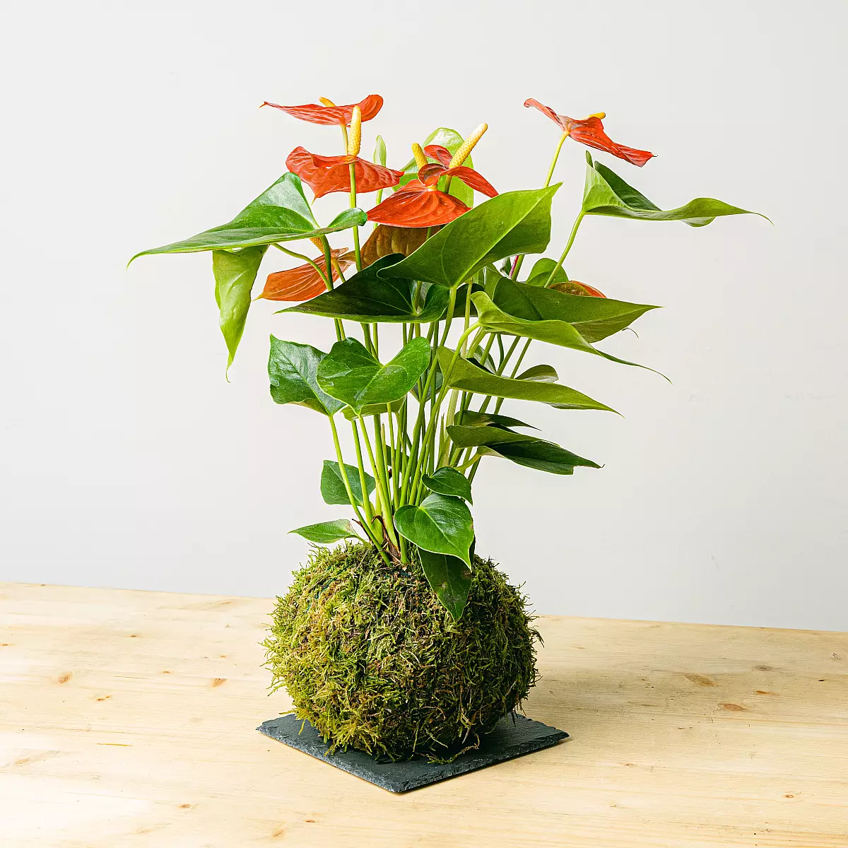 Kokedama Anthurie