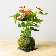 Anthurium Kokedama related pic