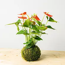 Kokedama Anthurie