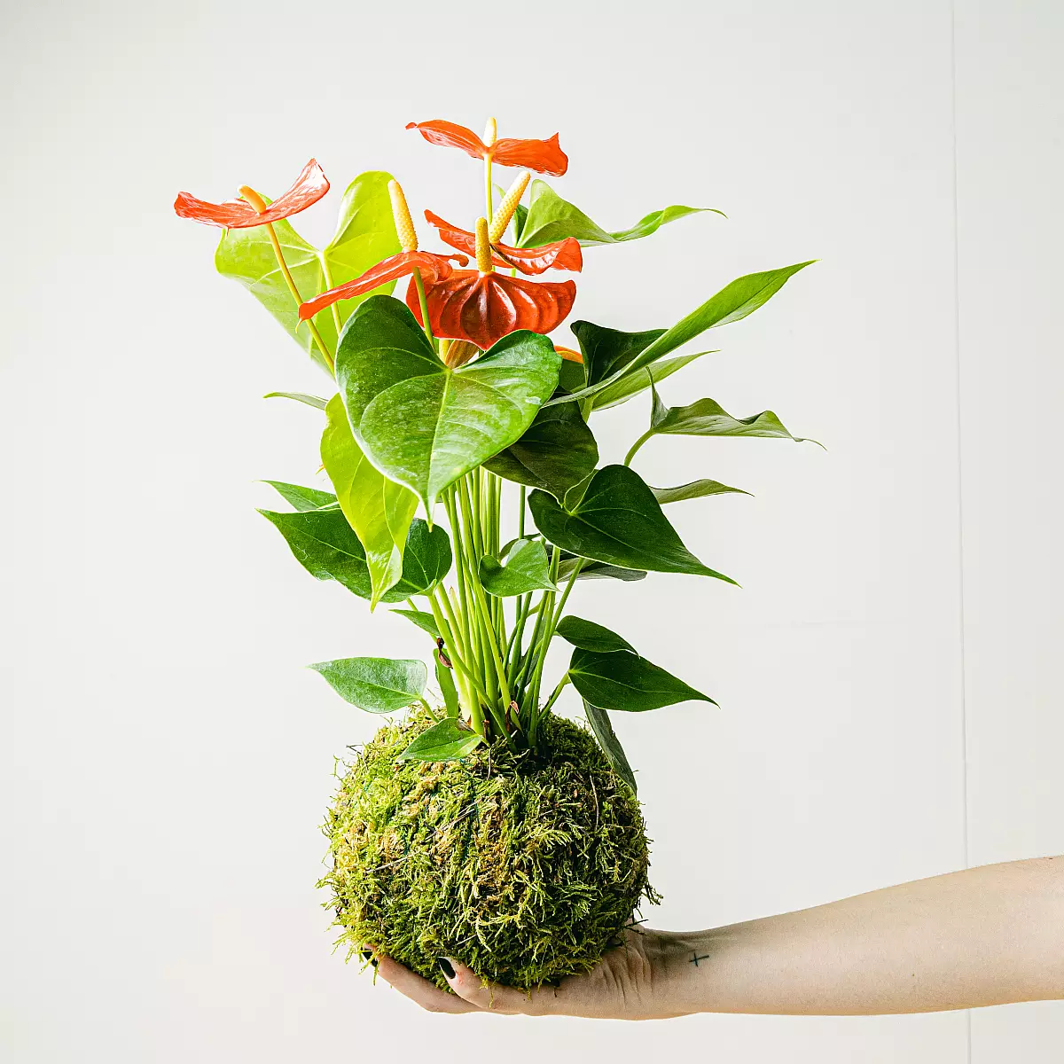 Kokedama Anthurie